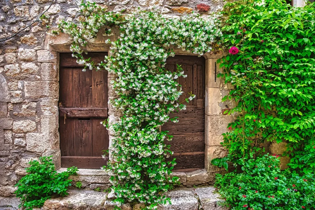 Verdalo chèvrefeuille en fleurs sur balcon et haie basse