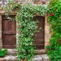Verdalo chèvrefeuille en fleurs sur balcon et haie basse